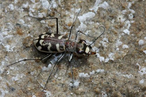 Réf. 292 713 : Cephalota circumdata leonschaeferi